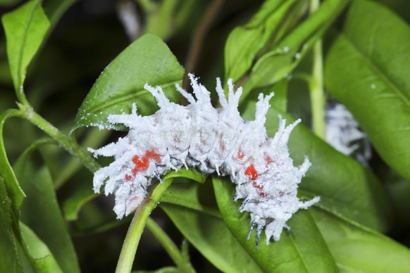 Atlasspinner, Atlas-Spinner, Atlasseidenspinner, Atlas-Seidenspinner Attacus atlas, Raupe auf einer Pflanze, Pfauenspinner aus Suedostasien atlas moth Attacus atlas, caterpillar on a plant, saturniid  ...