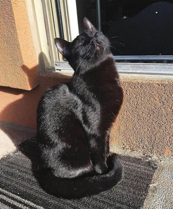 cute news animal tier katze cat

https://www.reddit.com/r/CatsBeingCats/comments/x1u2yc/be_like_her_sunbathe/