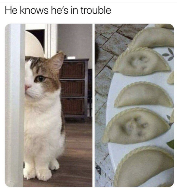faildienstag: Katze macht Ravioli kaputt