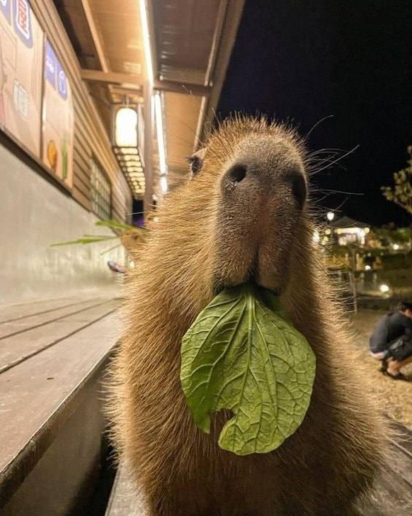 linda noticia animal carpincho https://www.reddit.com/r/capybara/comments/17zyjyr/yummy/