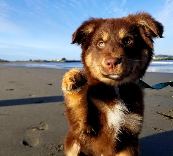 cute news animal tier hund dog

https://www.reddit.com/r/aww/comments/t4vbnq/oc_our_sweet_pennys_first_time_at_the_beach/