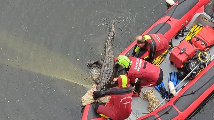 Les pompiers sortent le «crocodile» de l&#039;eau.