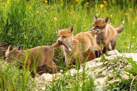 cute news tier fuchs

https://www.reddit.com/r/foxes/comments/1knwif0/and_momma_said_stay_together/