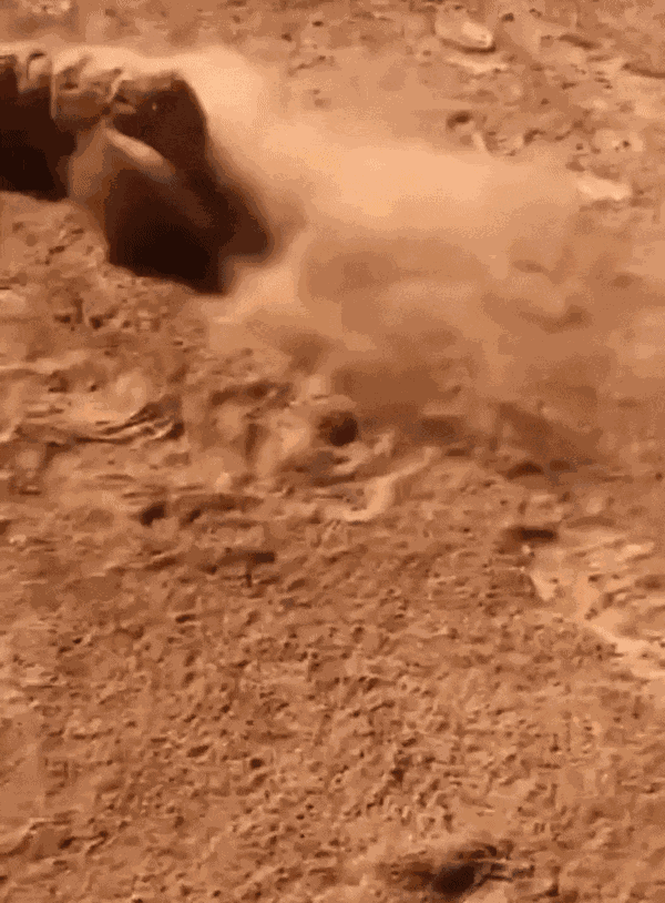 GIF animé