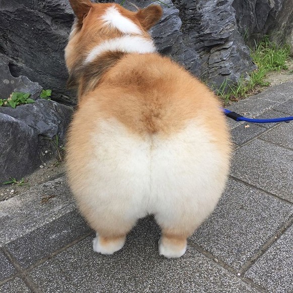 Les corgis sont trop chou.
