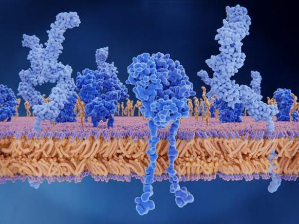 Présentation d'anticorps qui se fixent à la protéine S (spike protein) neutralisant le virus.