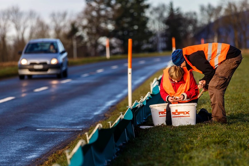 Chaque jour, des bénévoles transportent les grenouilles, les crapauds et les tritons afin de les ramener en toute sécurité vers leurs lieux de reproduction.