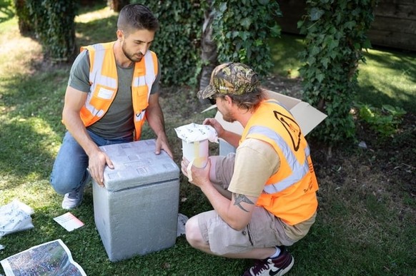 Des accumulateurs de froid garantissent la survie des 20 000 insectes pendant le transport.