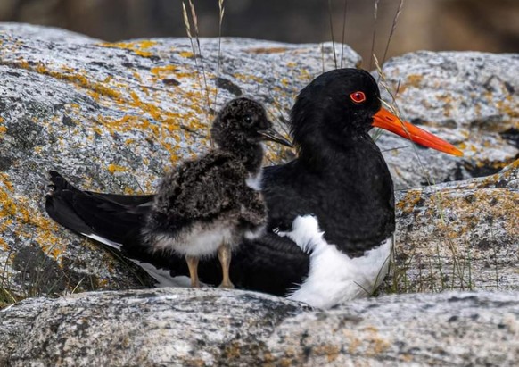 cute news tier vogel austernfischer

https://www.reddit.com/r/NatureIsFuckingLit/comments/1elqloa/eurasian_oystercatcher_with_her_chick/