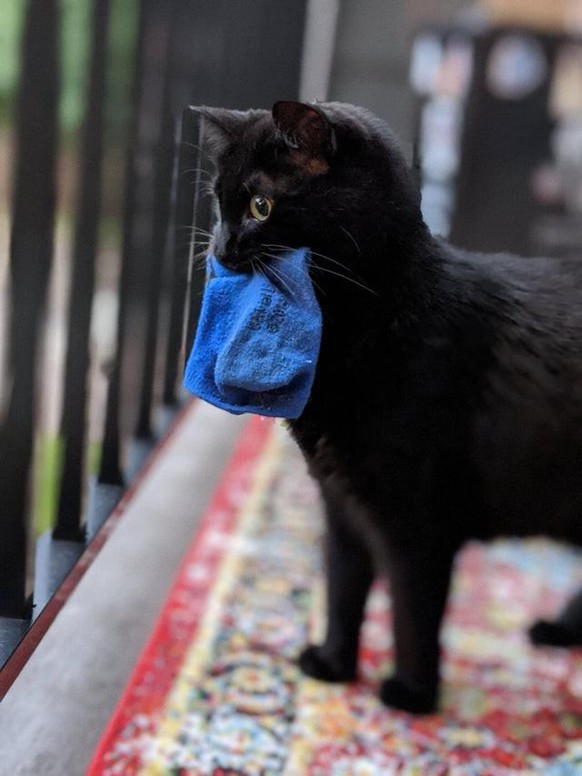 cute news cat katze

https://www.reddit.com/r/aww/comments/sxmzu6/black_kitty_with_her_lucky_sock/