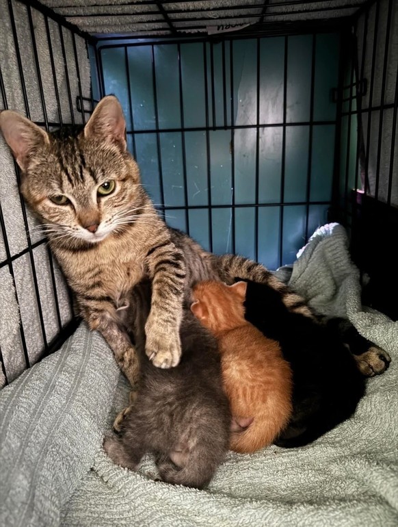 Katze, Babykatzen