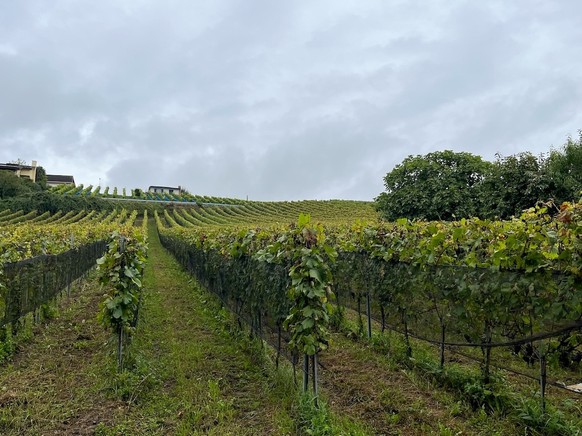 A l&#039;occasion de la Fête des vendanges, watson est allé à la rencontre de Fabrice Simonet, vigneron dans le Vully fribourgeois.