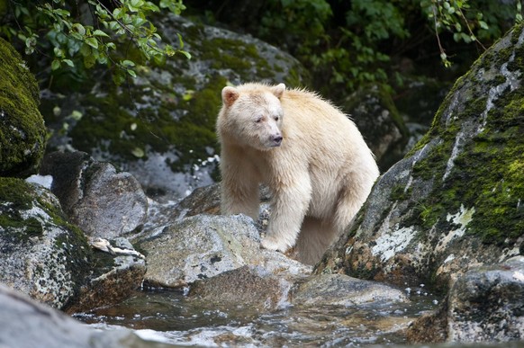 URSUS AMERICANUS Spirit / Kermode bear (Ursus americanus kermodei) white morph of the black bear, in stream fishing for salmon, Gribbell Island, Great Bear Rainforest, British Columbia, Canada, Septem ...