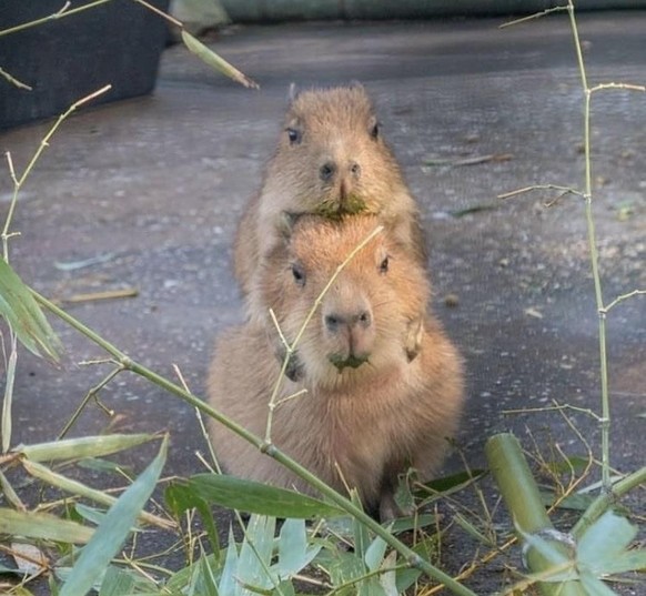 cute news tier capybara

https://www.reddit.com/r/capybara/comments/zkvlwu/capybara_good_morning/