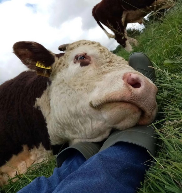 cute news tier kuh

https://www.reddit.com/r/Eyebleach/comments/1hjydo5/my_lovely_boy_lucky_resting_his_head_on_my_legs/