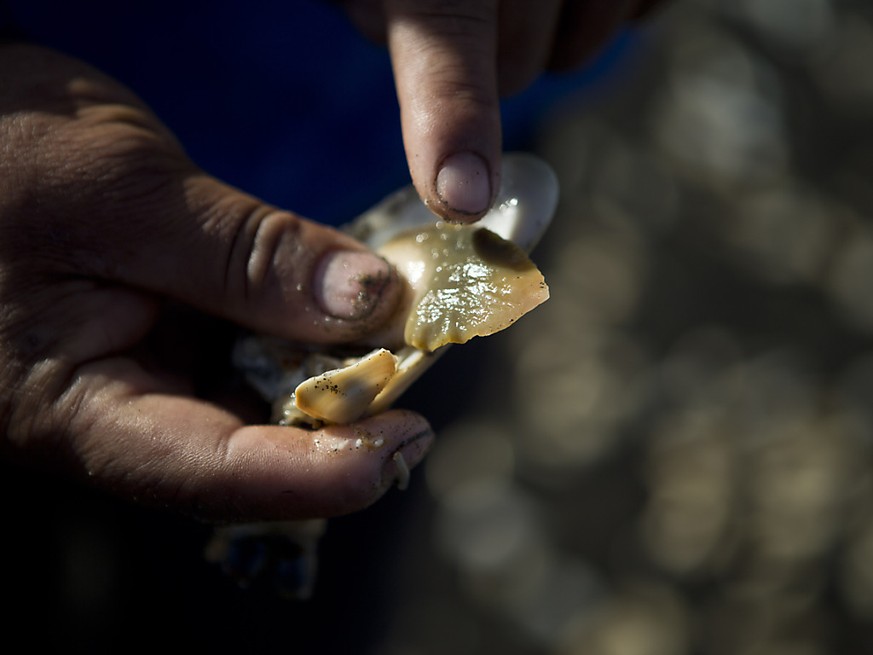 La saxitoxine est une neurotoxine, qui peut s&#039;accumuler dans des mollusques et provoquer une intoxication alimentaire chez l&#039;homme (archives).