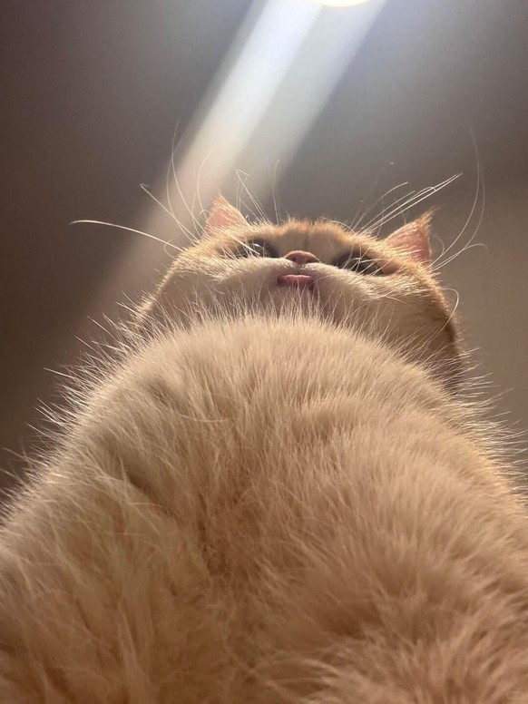 cute news tier katze

https://www.reddit.com/r/aww/comments/1v7wdt3/if_you_have_a_cat_youve_definitely_seen_it_from/
