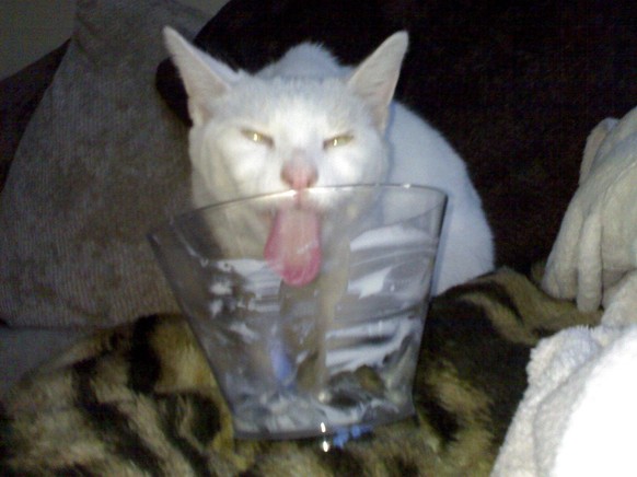 cute news tier katze

https://www.reddit.com/r/CatsBeingCats/comments/1crukan/bandit_loves_ice_cream/
