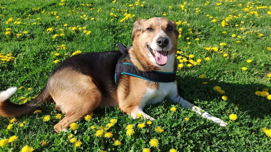 Dog photos for puppy trade campaign