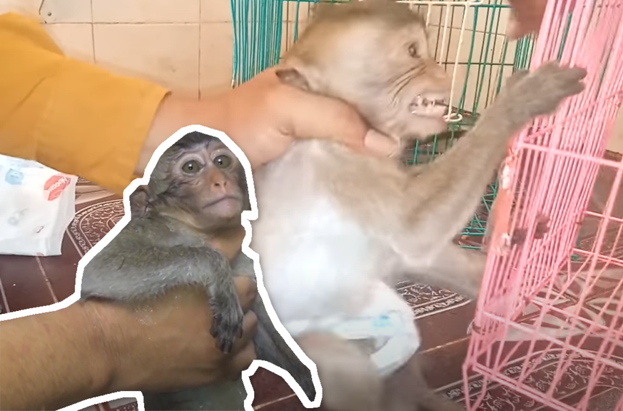 YouTube a regorgé de vidéos de torture de singes.