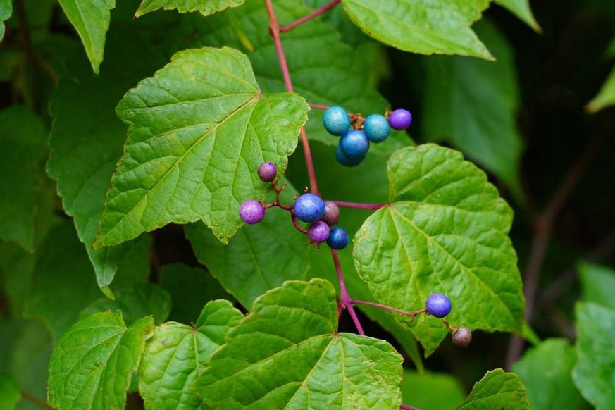 Ampelopsis brevipedunculata.