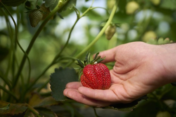 Jusqu’à 1100 tonnes de fraises suisses par semaine sont attendues dans les prochaines semaines selon la Fruit-Union Suisse.