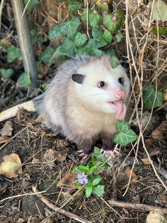 cute news tier opossum

https://imgur.com/t/aww/kSRG3P2