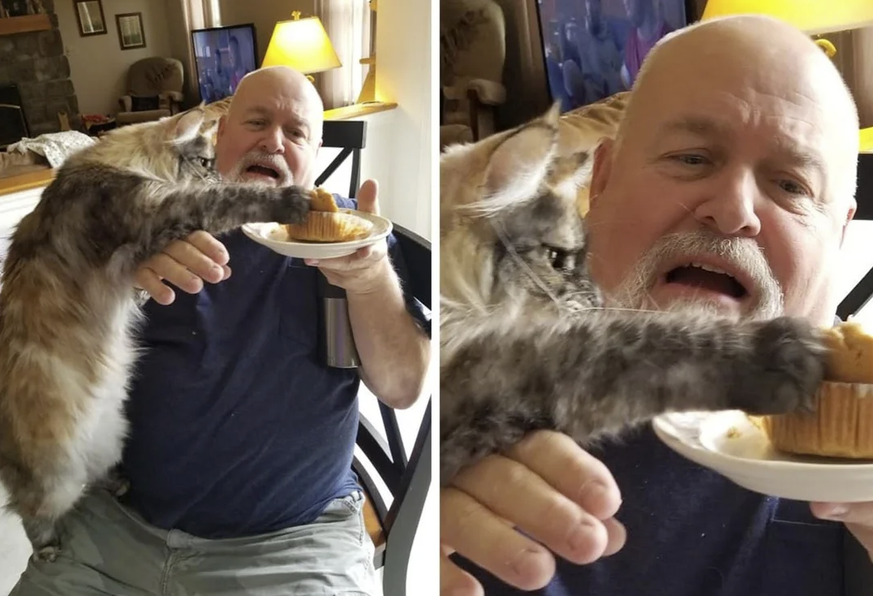 Die lustigsten Fails der Woche: Katze klaut Sandwich