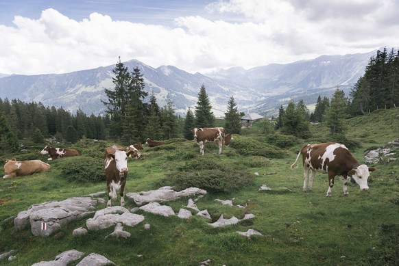 Cows amidst a green, hilly landscape in Silwaengen, canton of Lucerne, Switzerland, pictured on June 29, 2016. Silwaengen is part of the Unesco Biosphere Entlebuch, a natural reserve at the foot of th ...