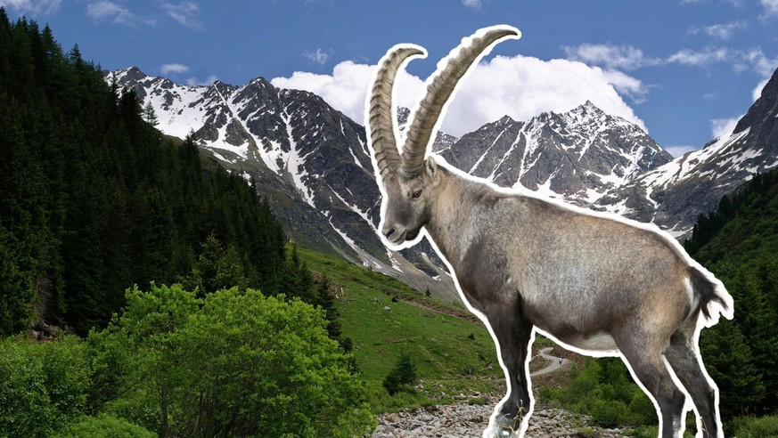 Une des plus grandes colonies de bouquetins des Alpes vit ici