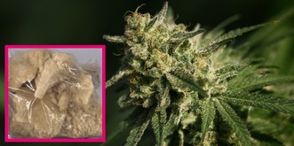 En douce, le cannabis se transforme en dangereuse drogue dure 