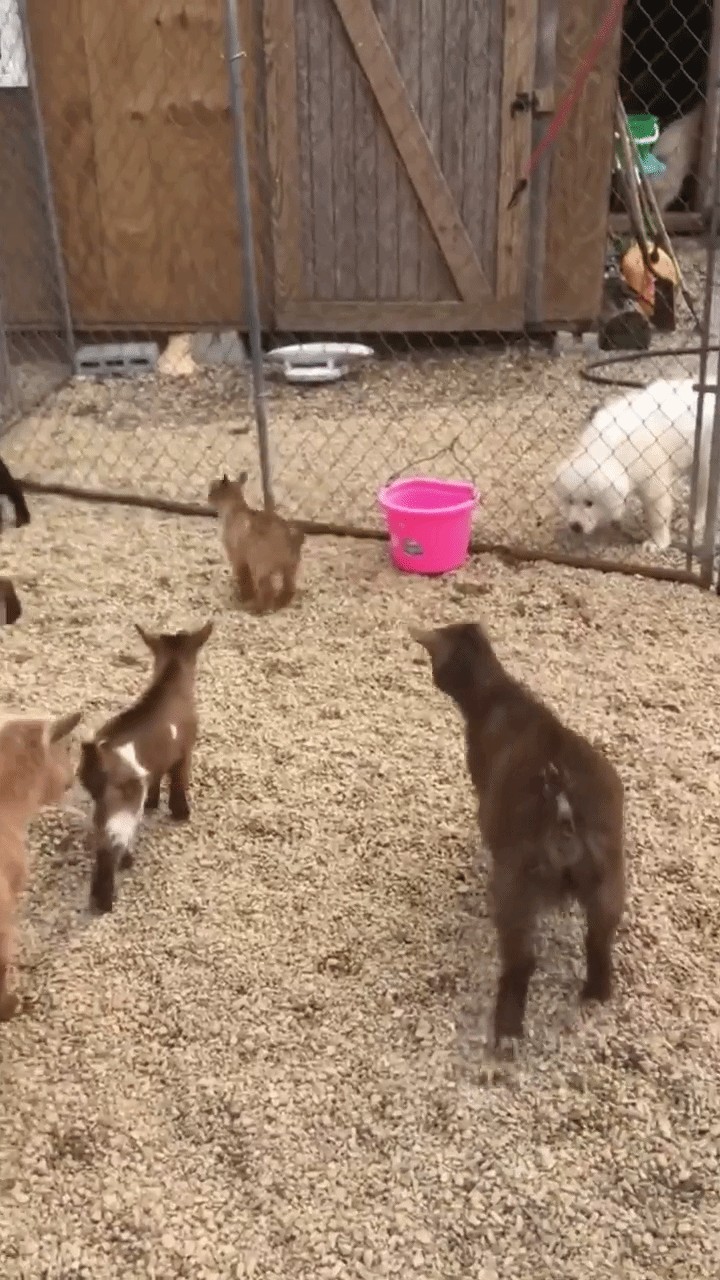 GIF animé