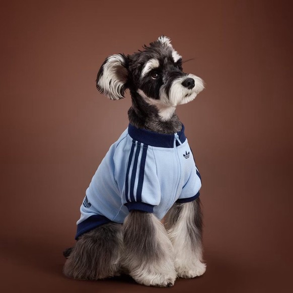 Adidas sort une collection pour chiens et chats.