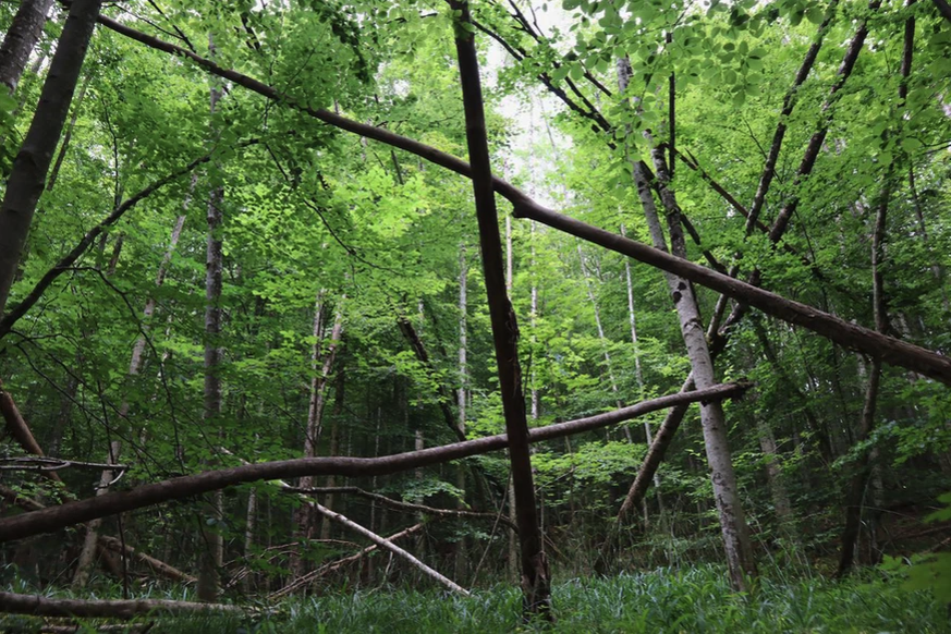 La forêt de Sihlwald: une immense hêtraie de 1100 hectares.