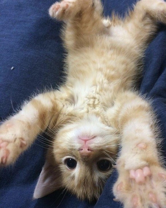 cute news tier katze

https://www.reddit.com/r/CatsBeingCats/comments/1hbfv6y/he_thinks_he_is_at_the_olympics/