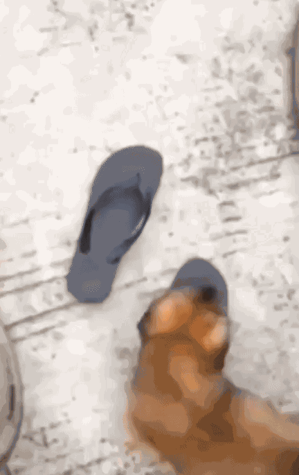 GIF animé