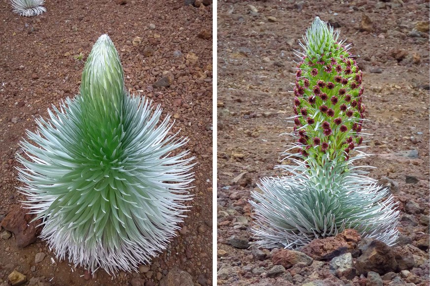 Argyroxiphium sandwicense.