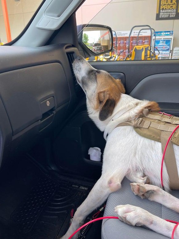 Oui, on dirait que le chien porte une bombe mais c'est un harnais, pas de panique.