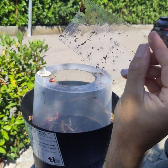 L'eau stagnante attire les moustiques tigres, qui restent coincés dans la glu.