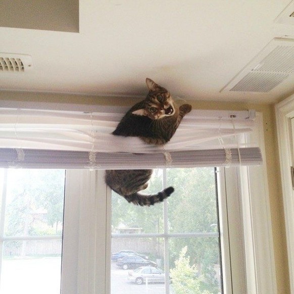 Katzen, die Storen zerstören: Die lustigsten Fails der Woche