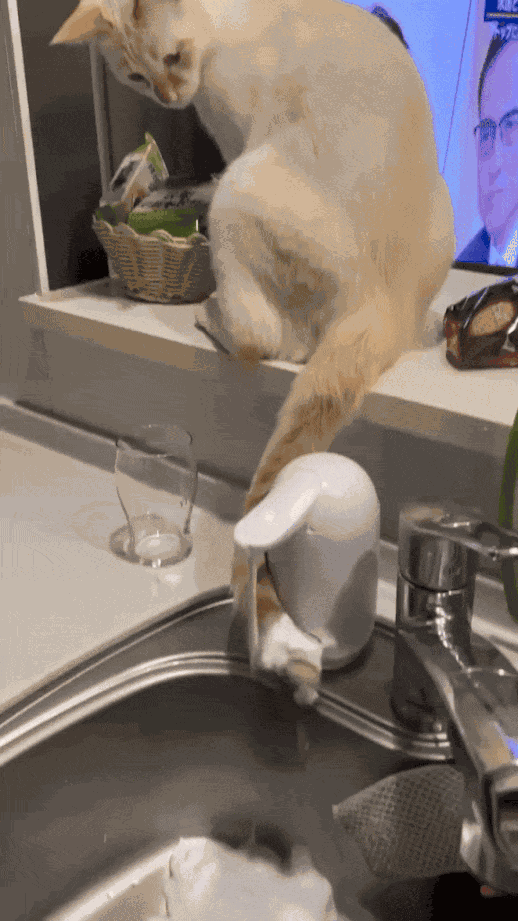 GIF animé