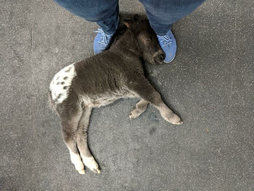 Cute News beim Tierarzt