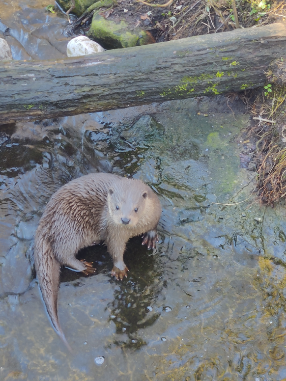 cute news tier otter

https://www.reddit.com/r/Otters/comments/11jtn22/this_little_girl_lost_her_mother_to_a_car_and_now/