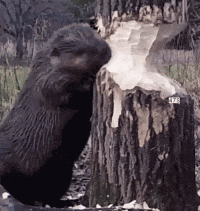 GIF animé