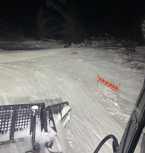 Un renard passe devant un ratrac à Villars (VD).