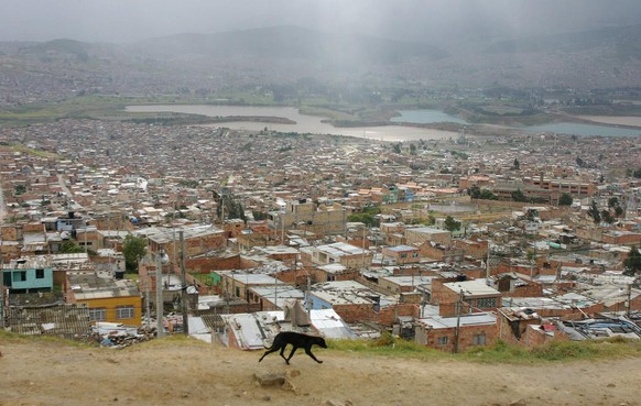Un chien errant dans le quartier d'El Paraiso, Bogota.