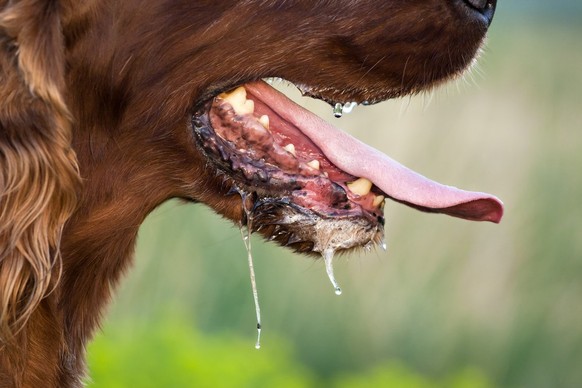 La salive du chien peut transmettre des maladies.