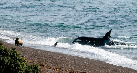 orca