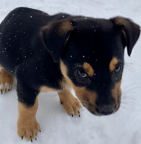 cute news tier hund

https://www.reddit.com/r/rarepuppers/comments/10ew684/eve_was_conflicted_about_her_feelings_on_snow/