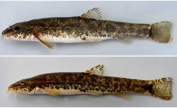 Les nouvelles espèces de poissons découvertes. En haut: espèce Barbatula des eaux calmes. En bas: espèce Barbatula des eaux courantes rapides.